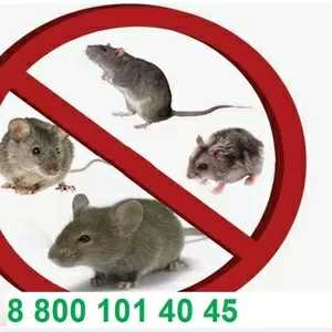 Уничтожение мышей,  крыс и прочих грызунов