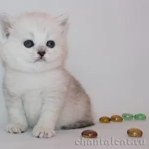 Шотландских котят серебристых затушеванных и табби окрасов