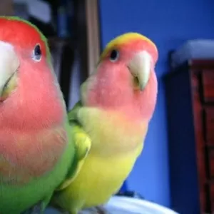 попугаев Выставочные волнистые